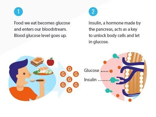470-Part-1-How-Insulin-Works2.jpg