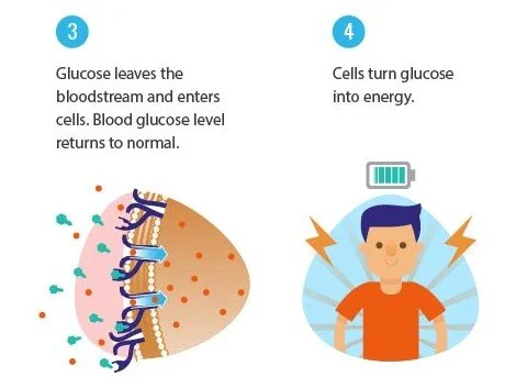 470-Part-1-How-Insulin-Works3.jpg