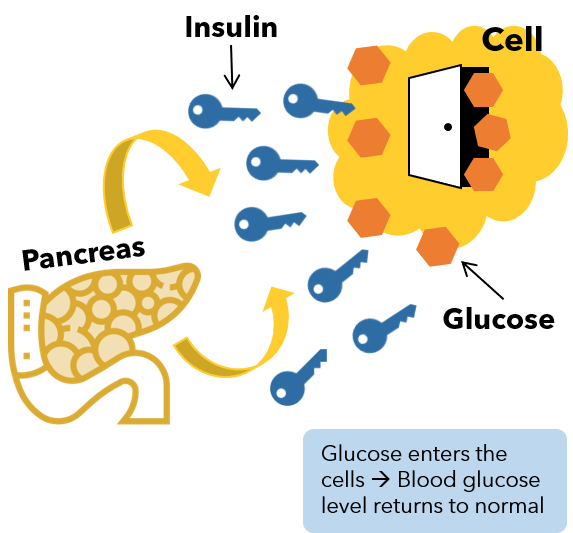 How insulin works to reduce blood sugar.png